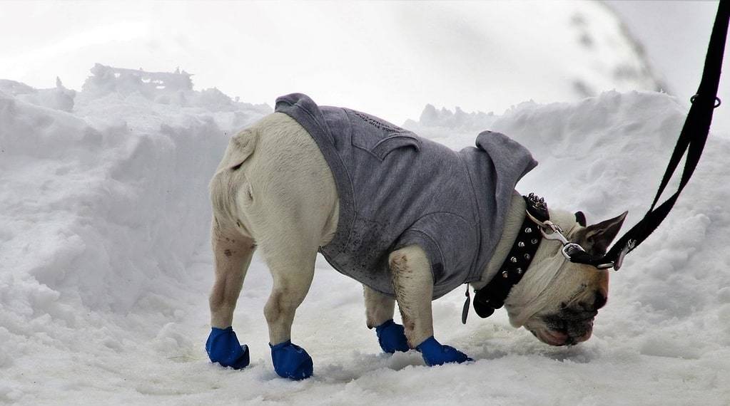 accessoires indispensables pour chiens