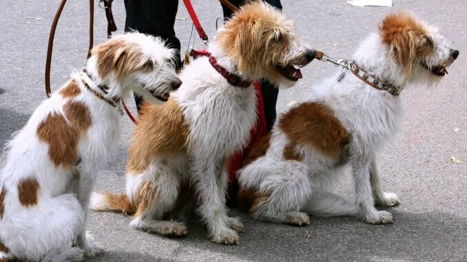 accessoires indispensables pour chiens