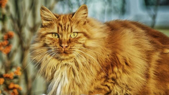l-importance-vermifugation-reguliere-sante-chat.jpg